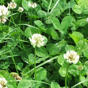 Clover Seed