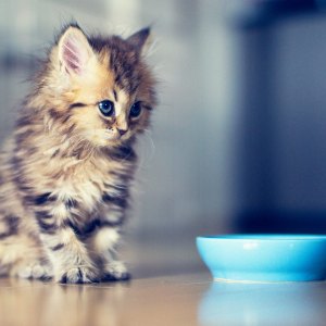 Kitten Food & Milk