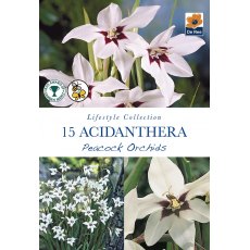 Orchid Acidanthera Bulb