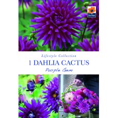 Dahlia Cactus Purple Bulb