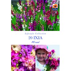 Ixia Mixed Bulb