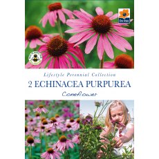Echinacea Coneflower Bulb