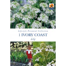 Ivory Coast Lily Bulb