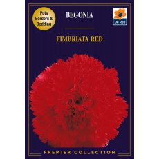 Begonia Fimbriata Red Bulb