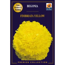 Begonia Fimbriata Yellow Bulb