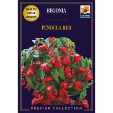 Begonia Pendula Red Bulb