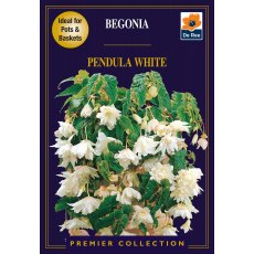 Begonia Pendula White Bulb