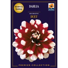 Dahlia Decorative Duet Bulb