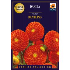 Dahlia Pompom Bantling Bulb