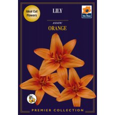 Lily Asiatic Orange Bulb