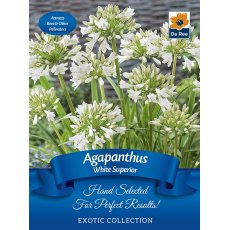 Agapanthus White Superior Bulb
