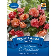 Begonia Odorosa Sweet Pink Bulb