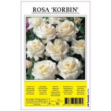 Rose Korbin White