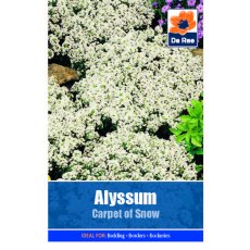 Alyssum Carpet Of Snow Seed
