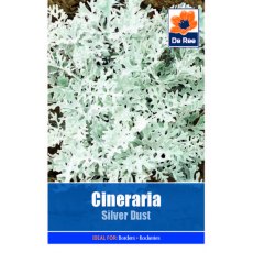 Cineraria Silver Dust Seed