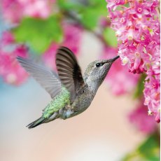 RSPCA Beautiful Hummingbird Card