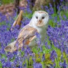 RSPCA Barn Owl Card