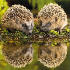 RSPCA Brown Hedgehogs Card