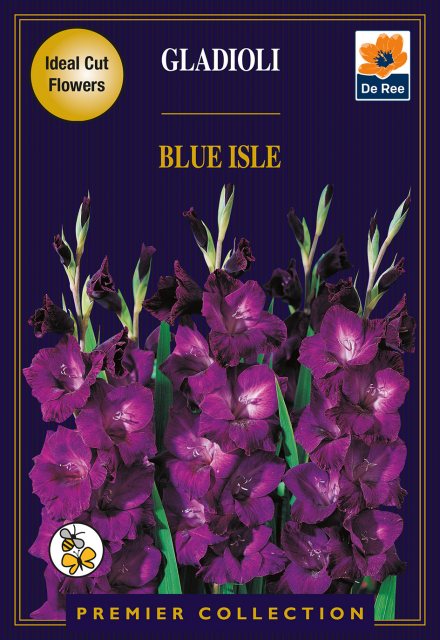 De Ree Gladioli Blue Isle Bulb