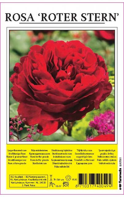 De Ree Rose Roter Stern Red