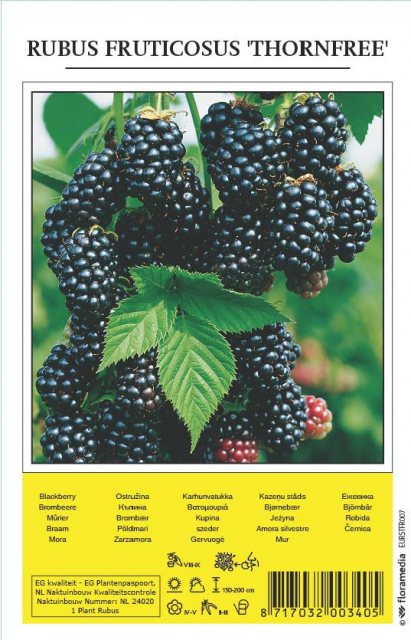 De Ree Blackberry Fruit Shrub