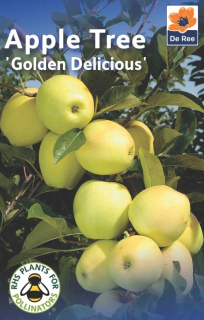 De Ree Golden Delicious Apple Tree