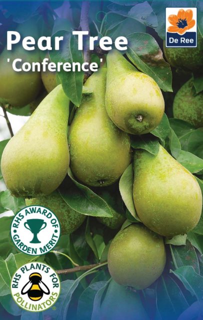 De Ree Conference Pear Tree