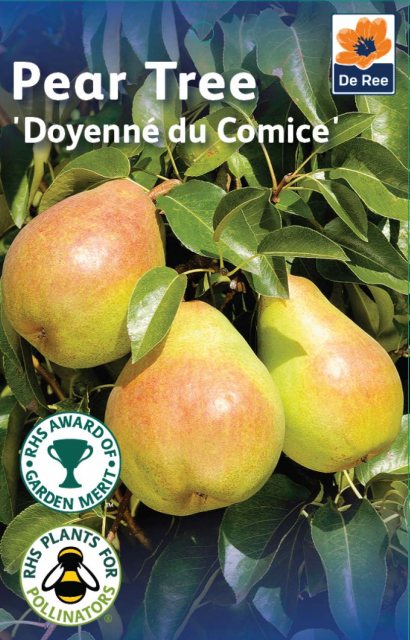 De Ree Doyenne Du Comice Pear Tree