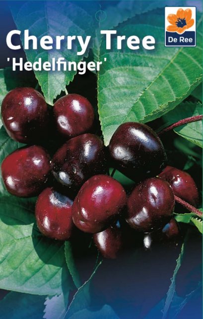 De Ree Hedelfinger Cherry Tree