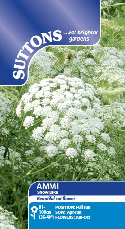 SUTTONS Suttons Ammi Snowflake Seeds