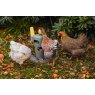 Beeztees Beeztees Poultry Snack Tower Grey