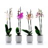 ORCHID 12CM TWIN STEM MIXED
