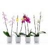 ORCHID 12CM TWIN STEM MIXED