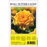ROSE SUTTERS GOLD YELLOW