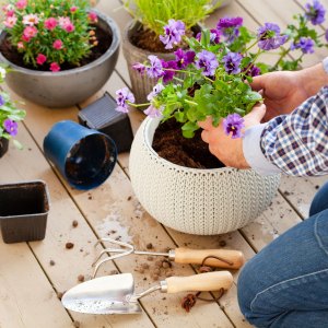 Pots & Planters