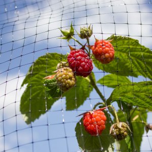 Wire & Netting 