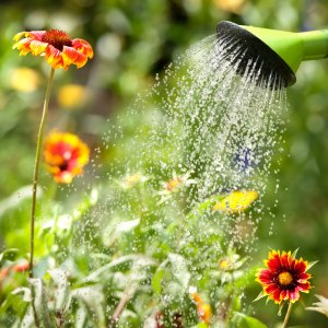 Watering Cans 