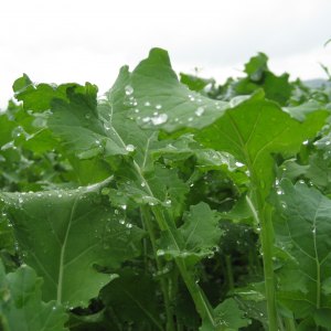 Plantain Seed