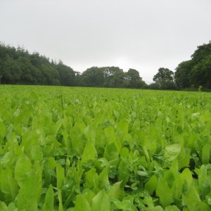 Chicory Seed