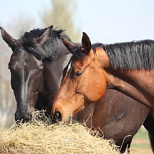 Hay & Haylage 