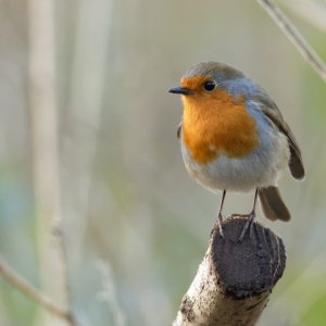 Bird & Small Animal