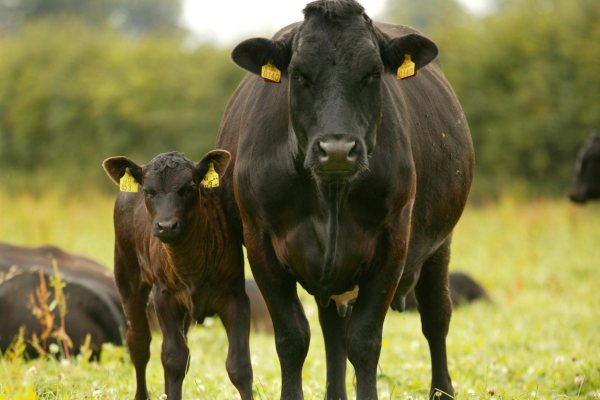 Cattle