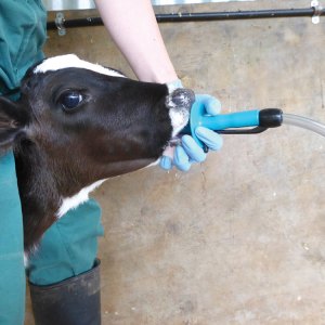 Calving & Calf Health