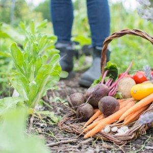 Vegetables