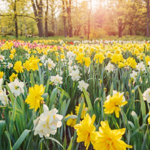 Spring/Summer Flowers