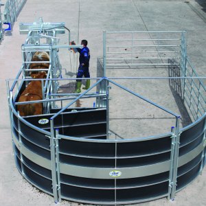 Cattle Handling