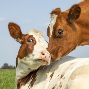 Cattle Health & Hygiene