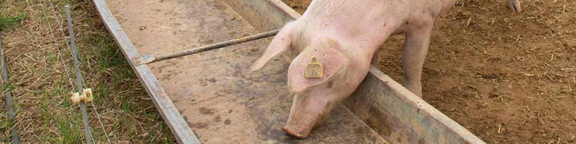 Pig Feed