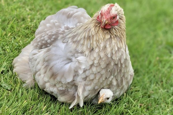 Poultry
