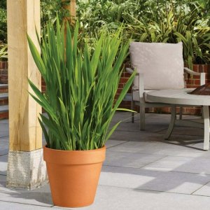 Outdoor Pots